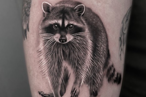 tatouage raton laveur